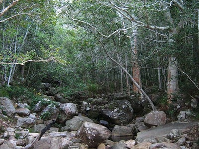 640px-Newlands_Forest_river_and_indigenous_forest_-_Cape_Town