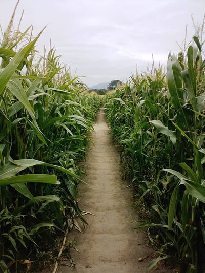 cornmaze