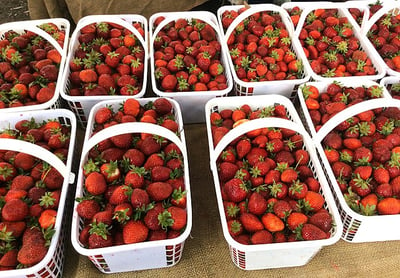 Strawberries_at_a_Farmers_Market
